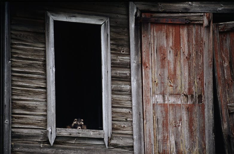 Kai Fagerström und Heikki Willamo zeigen in ihrem Bildband "Die letzten Gäste" die neuen tierischen Bewohner von verlassenen finnischen Ferienhäusern.