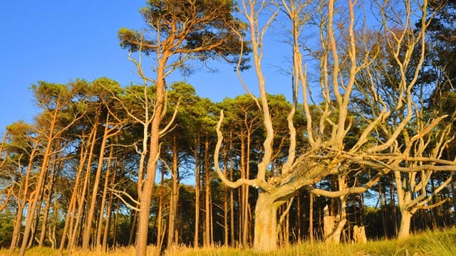 Nationalpark Vorpommersche Boddenlandschaft: Bizarr gewachsene Buchen im Kiefernwald des Nationalparks.