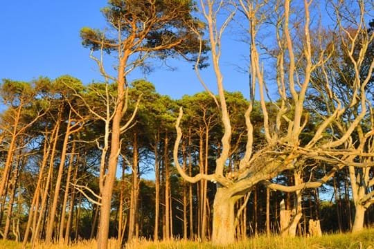 Nationalpark Vorpommersche Boddenlandschaft: Bizarr gewachsene Buchen im Kiefernwald des Nationalparks.