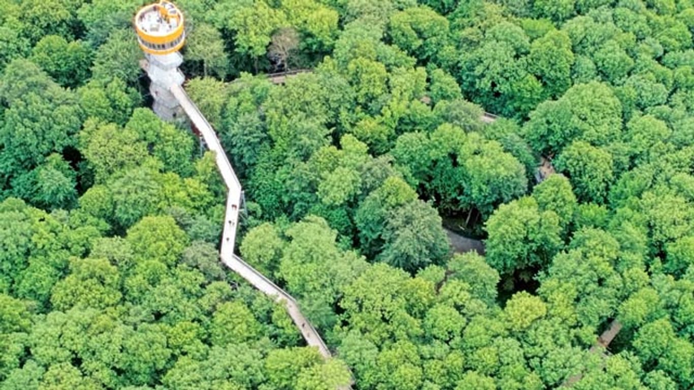 In Laubwald des Nationalparks Hainich befindet sich der zweitlängste Baumkronenpfad Deutschlands.