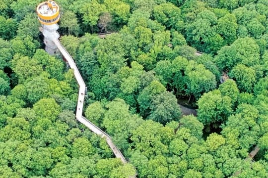 In Laubwald des Nationalparks Hainich befindet sich der zweitlängste Baumkronenpfad Deutschlands.