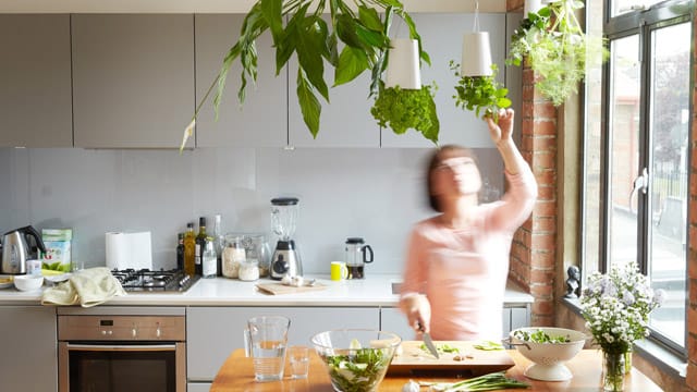 Spezielle Pflanzgefäße lassen frische Küchenkräuter kopfüber von der Decke wachsen.