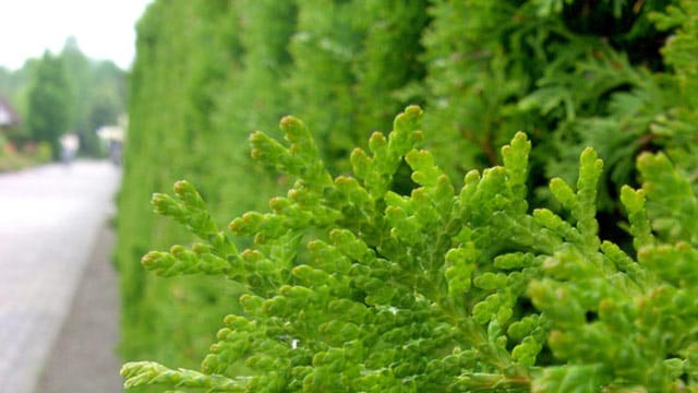 Die Thuja-Hecke eignet sich besonders wegen Ihrer geringen Anfälligkeit für Schädlinge