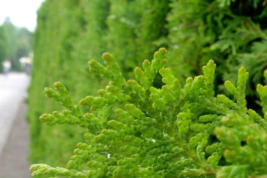 Die Thuja-Hecke eignet sich besonders wegen Ihrer geringen Anfälligkeit für Schädlinge