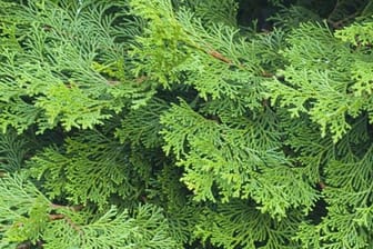 Lebensbaum: Giftiger Sichtschutz im Garten