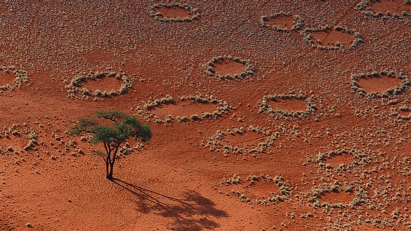Luftbild von Namibrand, Namibia: Viele Termiten gesichtet - aber sind die Tierchen die Ursache?