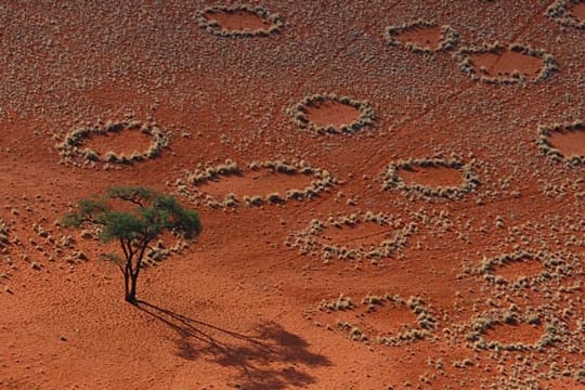 Luftbild von Namibrand, Namibia: Viele Termiten gesichtet - aber sind die Tierchen die Ursache?