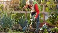Schrebergarten mieten und pflegen: Tipps für den Kleingarten