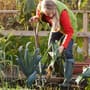 Schrebergarten mieten und pflegen: Tipps für den Kleingarten