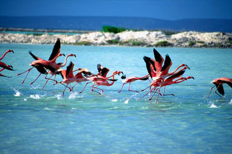 Mit rund 10.000 Vögeln lebt die größte Flamingo-Kolonie der Karibik in den Salzpfannen Bonaires.