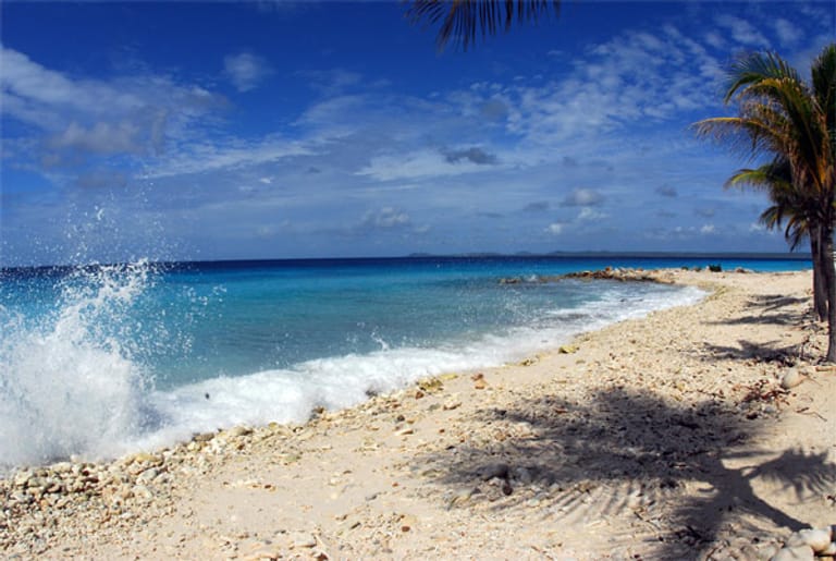 Palmen, Strand, türkisblaues Meer: Bonaire eignet sich für einen Badeurlaub.