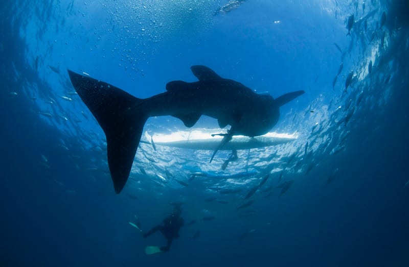 Mit Walhaien zu schwimmen ist für abenteuerlustige Touristen ein absoluter Adrenalinkick. Mit Walhaien zu schwimmen ist für abenteuerlustige Touristen ein absoluter Adrenalinkick.