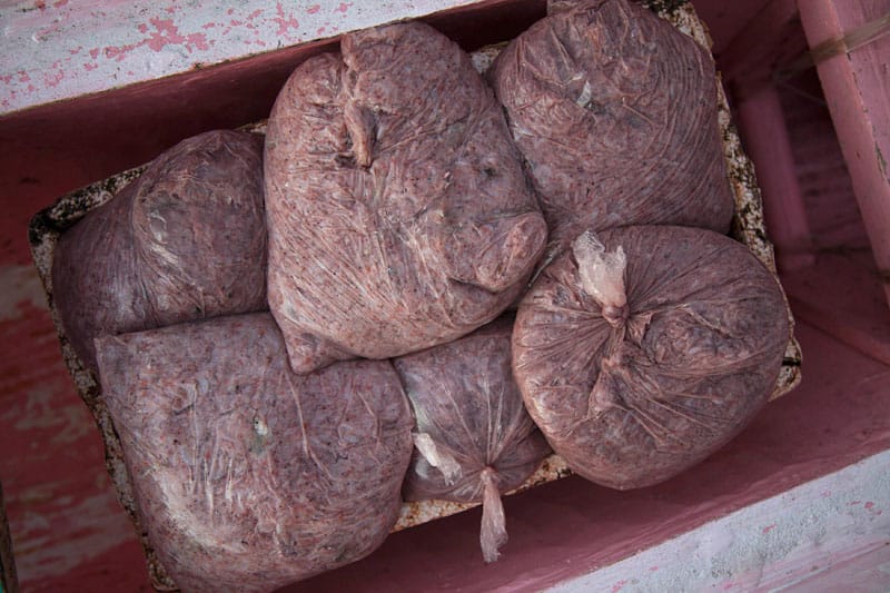Die Walhaie werden mit großen Mengen von kleinen Shrimps gefüttert. Die Walhaie werden mit großen Mengen von kleinen Shrimps gefüttert.
