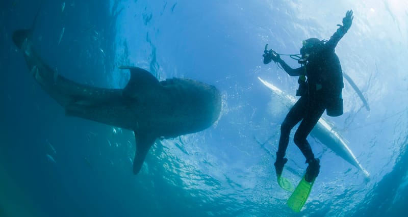 Ein Taucher schwimmt mit einem Walhai, dem friedvollen Giganten des Meeres. Ein Taucher schwimmt mit einem Walhai, dem friedvollen Giganten des Meeres.
