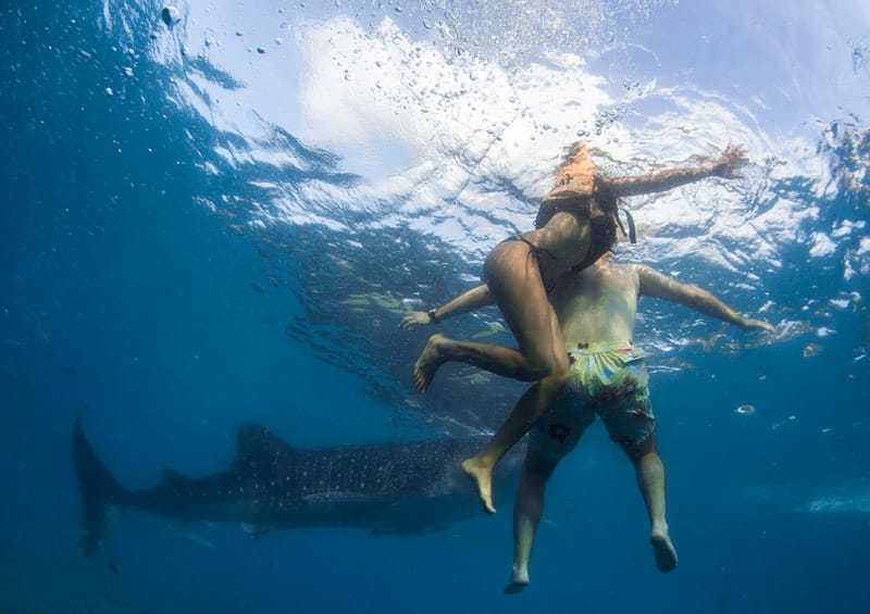 Mutige Schnorchler schwimmen vor der Küste von Oslob, um den angelockten Walhai zu beobachten. Mutige Schnorchler schwimmen vor der Küste von Oslob, um den angelockten Walhai zu beobachten.