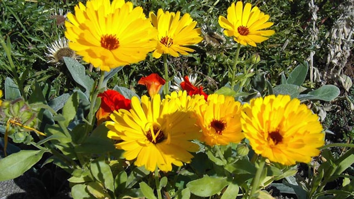 Die Ringelblume gehört zu den nützlichsten Gartenpflanzen überhaupt.