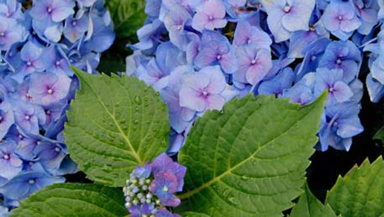 Blaue Hortensie: Damit Hortensien blau blühen, kann man einfach nachhelfen.