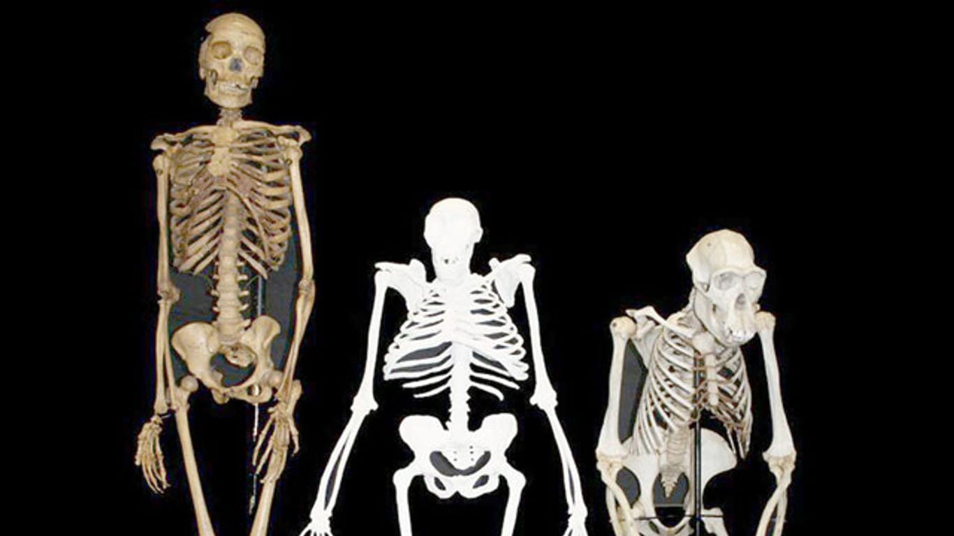 Halb Affe, halb Mensch - so beschreiben Forscher die etwa zwei Millionen Jahre alten Überreste des Vormenschen Australopithecus sediba