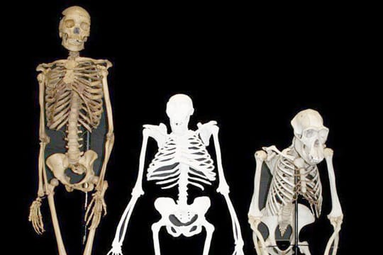 Halb Affe, halb Mensch - so beschreiben Forscher die etwa zwei Millionen Jahre alten Überreste des Vormenschen Australopithecus sediba