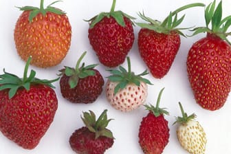 Erdbeeren: Wer auf Wochenmärkten sucht, kann dort seltene Erdbeersorten finden.