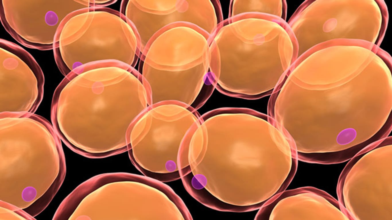 Fettzellen können sich bis um das 200-Fache vergrößern.