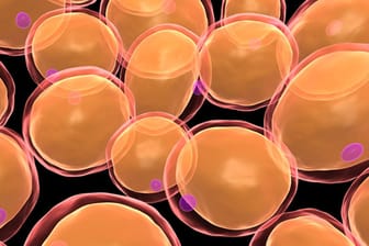Fettzellen können sich bis um das 200-Fache vergrößern.