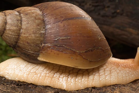Florida,USA,Schnecken