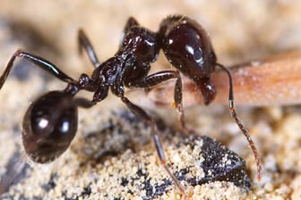 Ameisen: Im Frühling werden Ameisen wieder aktiv und gehen auf Nahrungssuche.
