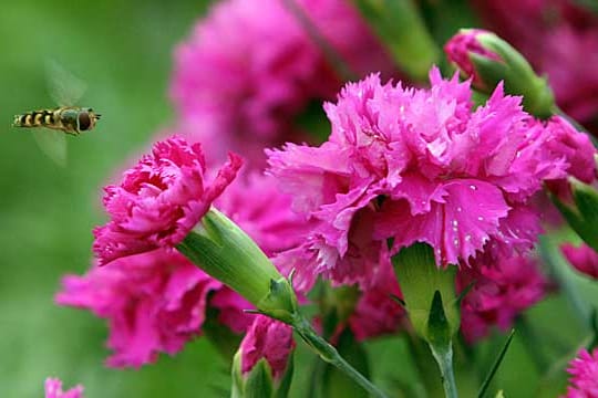 Nelke (Dianthus): Sie mag sonnige und trockene Standorte.