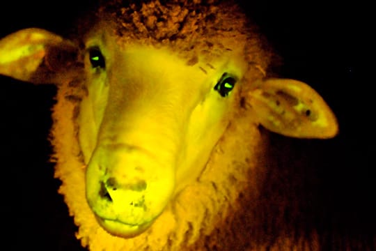 Tiere