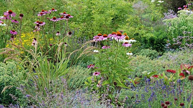 Eine Blumenwiese lässt sich leicht selbst anlegen.