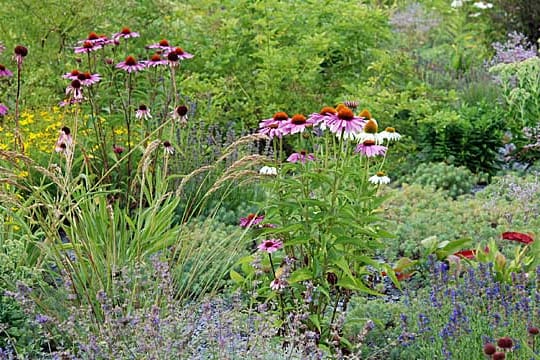 Eine Blumenwiese lässt sich leicht selbst anlegen.