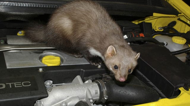 Marder können schwere Schäden am Fahrzeug verursachen