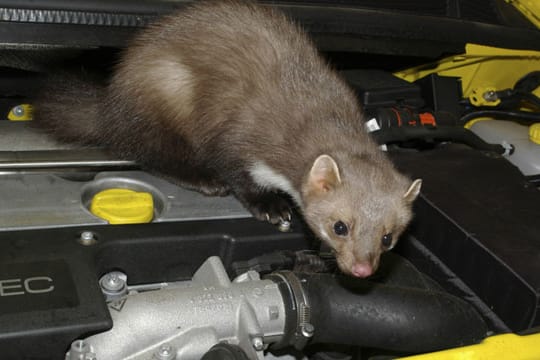 Marder können schwere Schäden am Fahrzeug verursachen