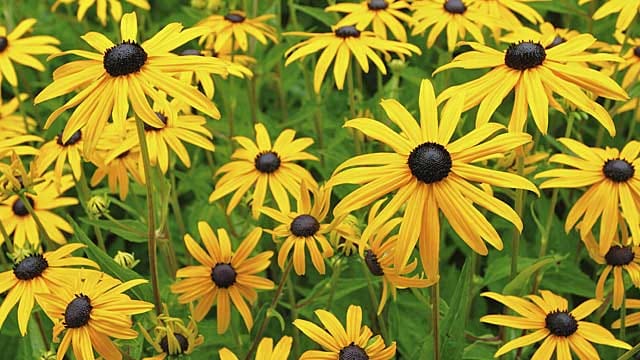 Sonnenhut (Rudbeckia) leuchtet goldgelb.