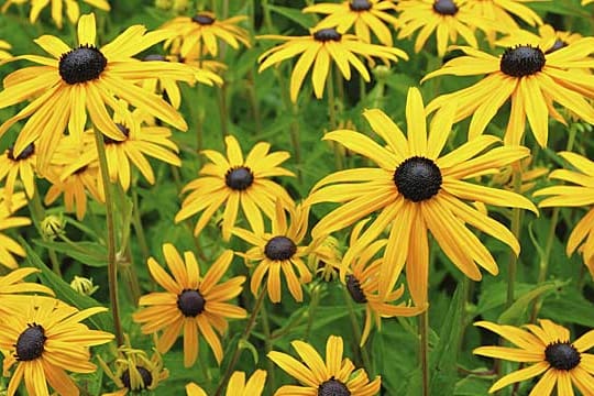 Sonnenhut (Rudbeckia) leuchtet goldgelb.