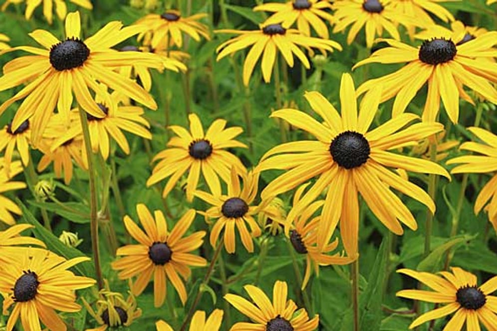 Sonnenhut (Rudbeckia) leuchtet goldgelb.