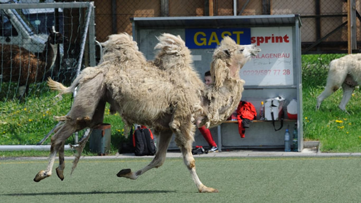 Kuriosität in Österreich: Kamele und Lamas stürmen das Fußballfeld.