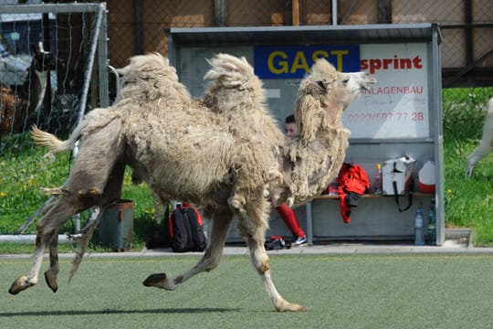 Kuriosität in Österreich: Kamele und Lamas stürmen das Fußballfeld.