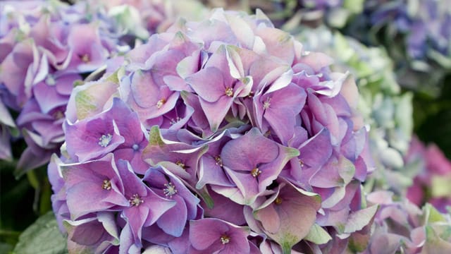 Hortensien blühen in den schönsten Farben