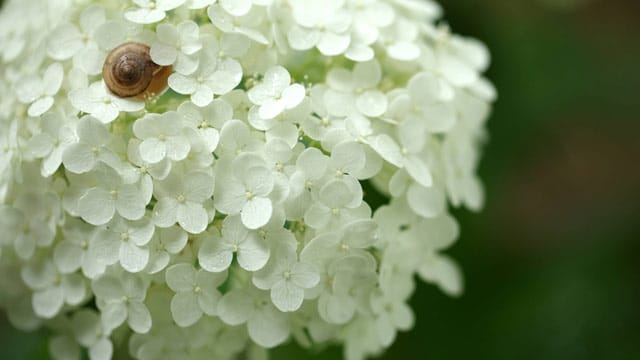 Hortensien sind sehr robuste Blumen.