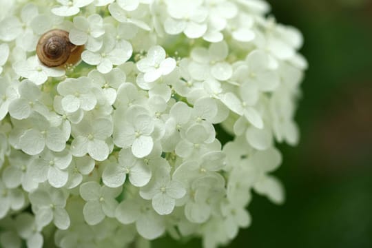 Hortensien sind sehr robuste Blumen.