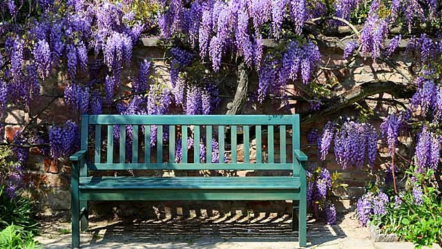 Blauregen (Wisteria): Blütenpracht für die Terrasse.