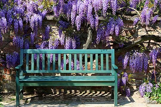 Blauregen (Wisteria): Blütenpracht für die Terrasse.