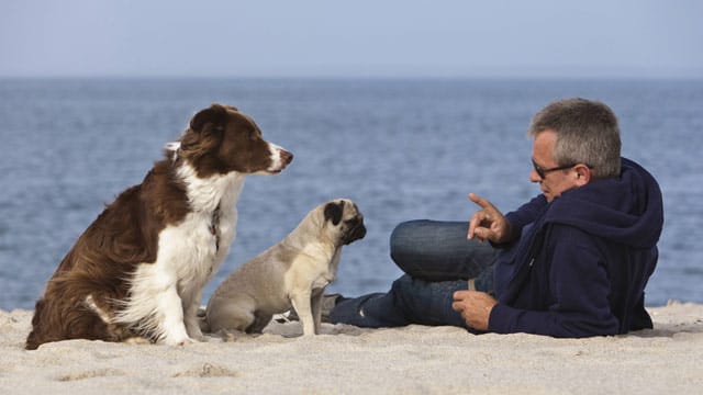 Auf Fehmarn können sich Hunde und Herrchen sehr wohl fühlen