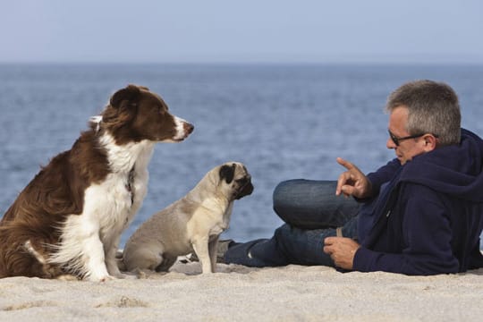 Auf Fehmarn können sich Hunde und Herrchen sehr wohl fühlen