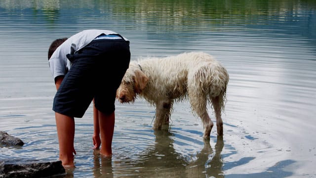 Urlaub mit Hund ist am Bodensee besonders schön