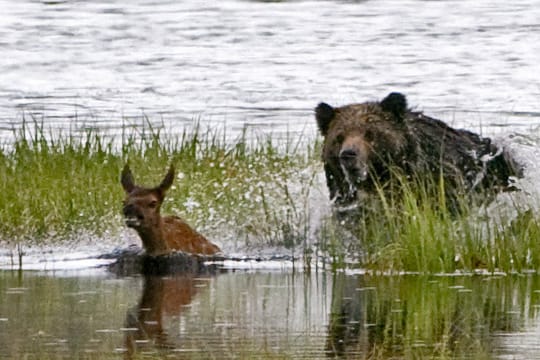 Yellowstone Nationalpark,Grizzly-Bär