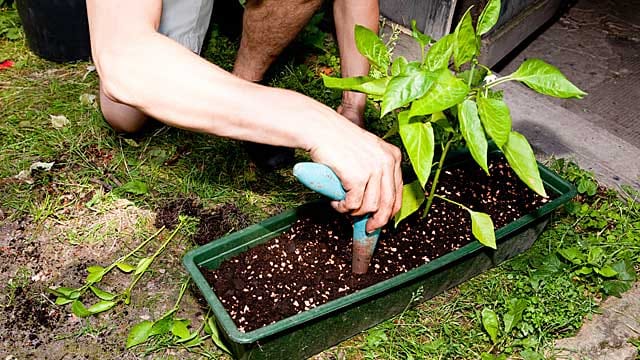 Paprika: Anbau auch im Balkonkasten möglich.