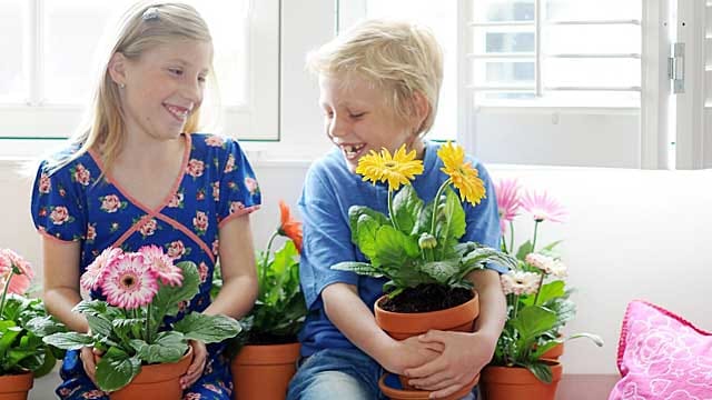 Die Gerbera lädt zum Kuscheln ein.